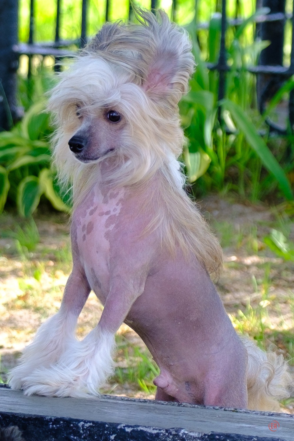 Poale Ell Chester. Питомник китайских хохлатых собак Poale Ell: купить щенка