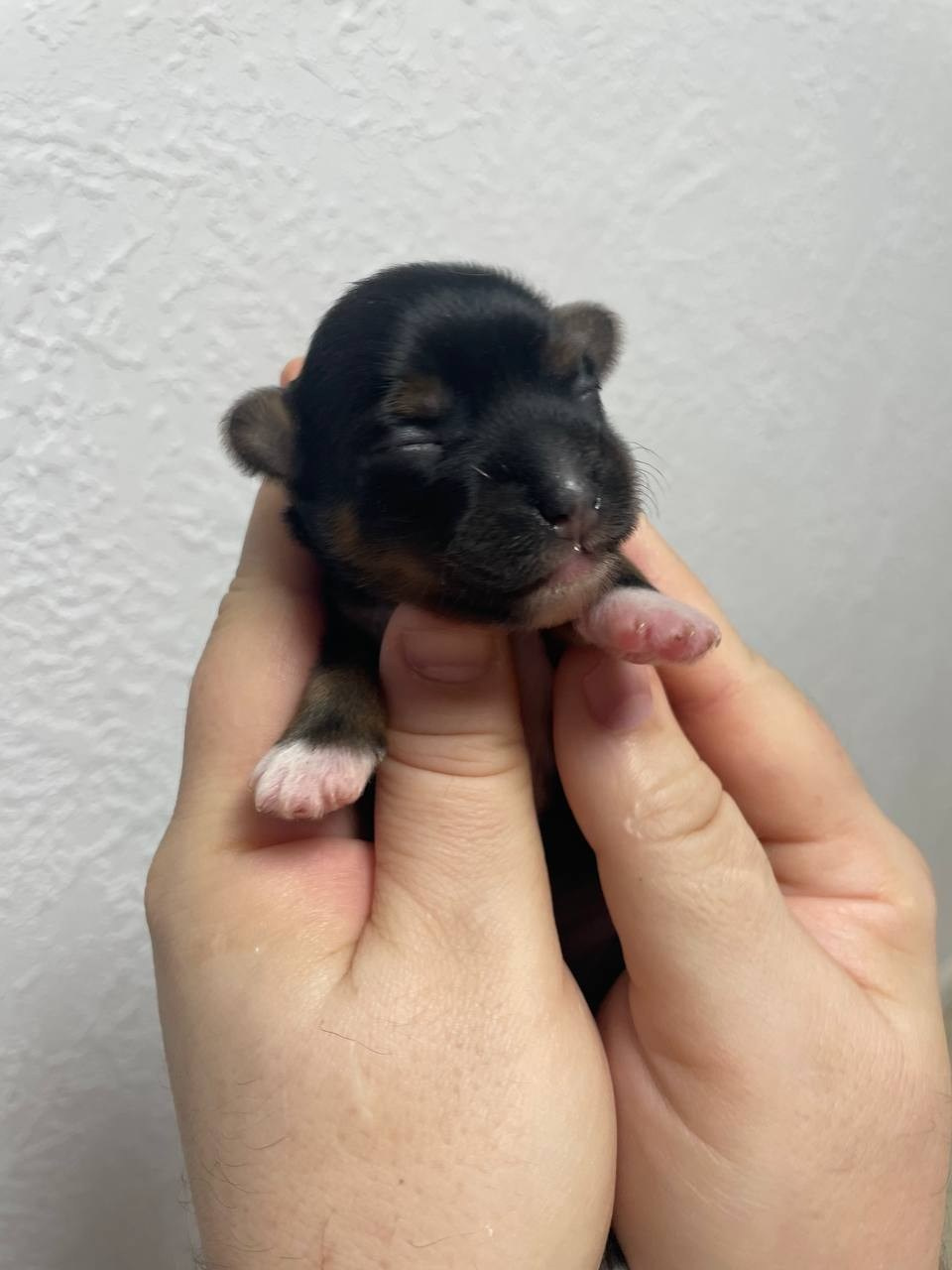 Poale Ell Grace неделя