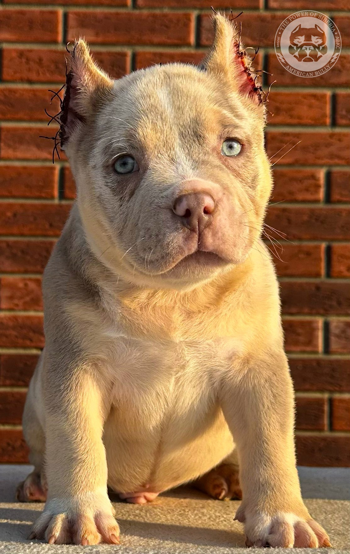 Помет Каспер и Изи. 18.04.25. Американский Булли в г. Ростов-на-Дону. Питомник THE POWER OF SIBERIA