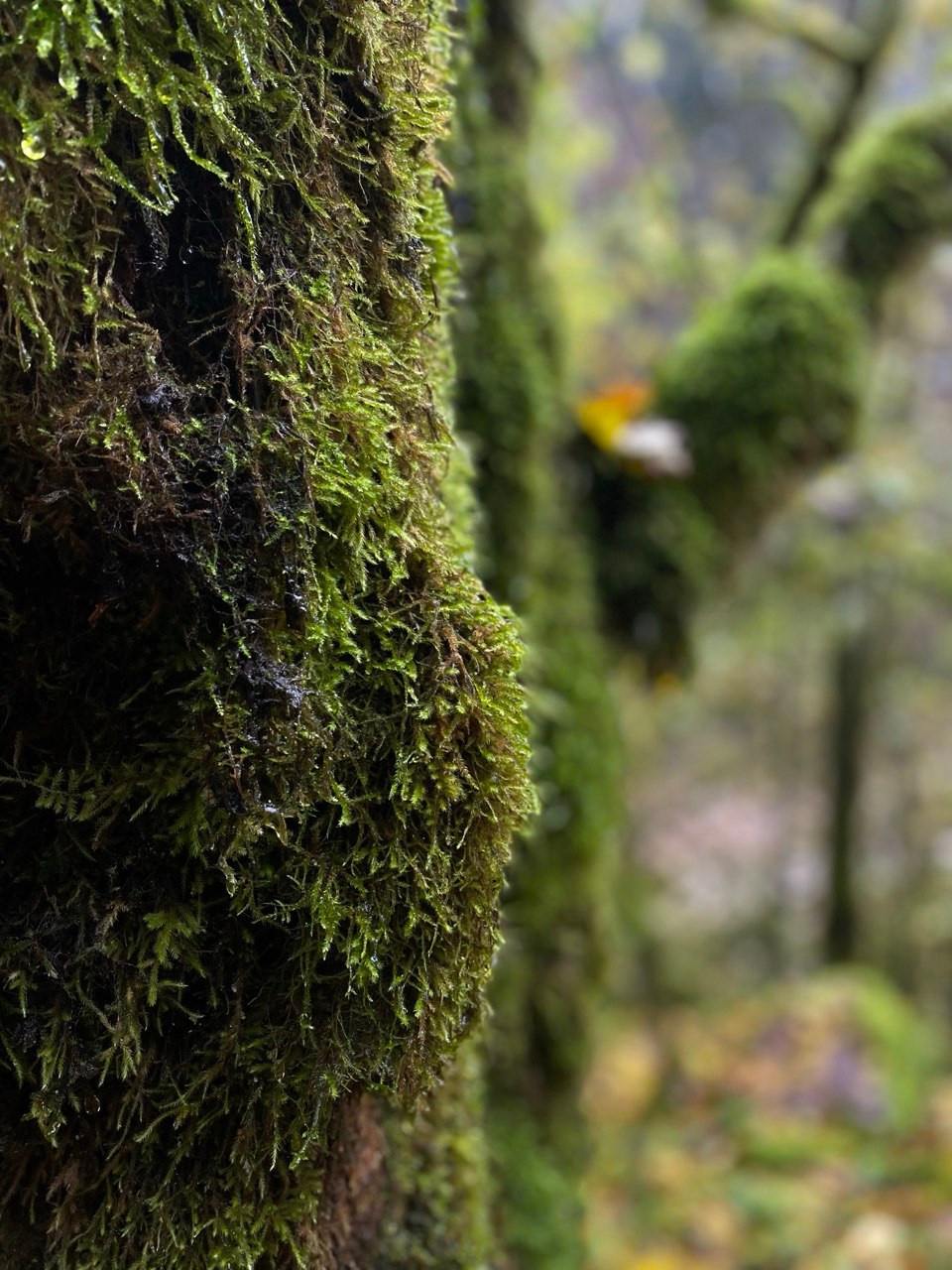 Абхазия. Фотограф в Донецке Говорущенко Марина