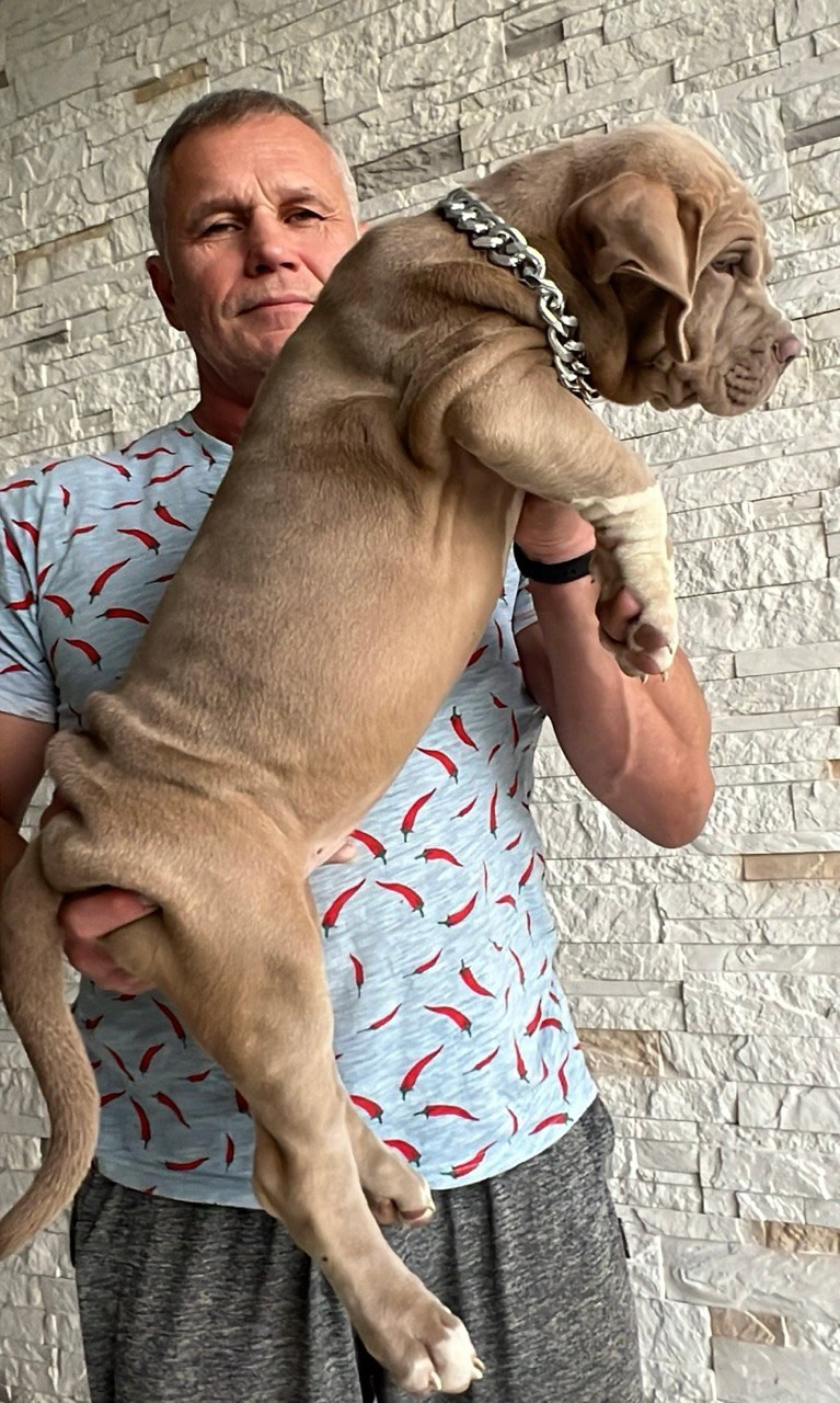 Все свободные щенки. Американские булли XL в г. Калининград. Питомник Great Bully UNIVERSE