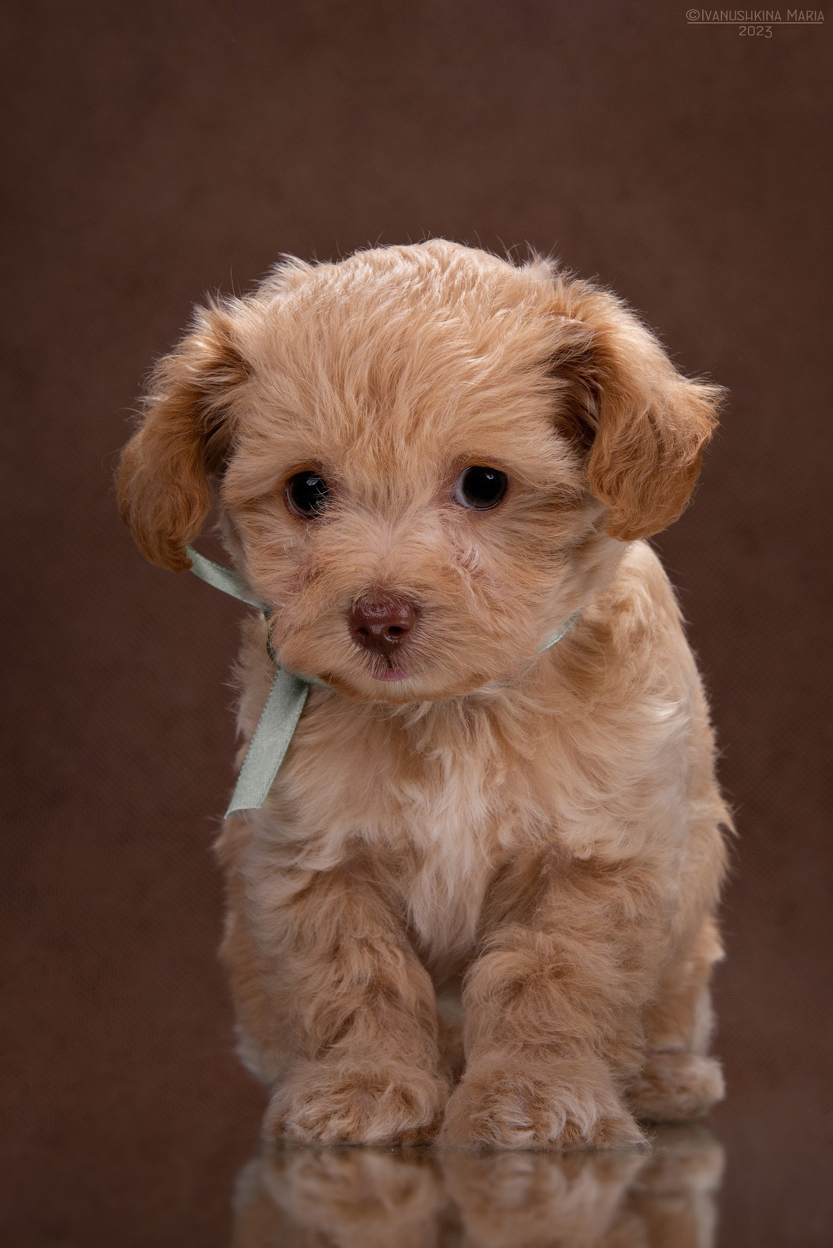 Фотосессия щенков на фонах. Фотограф собак в Москве и Московской области Иванушкина Мария