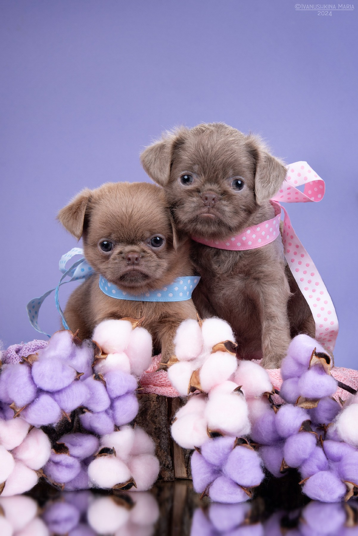 Фотосессия щенков на фонах. Фотограф собак в Москве и Московской области Иванушкина Мария
