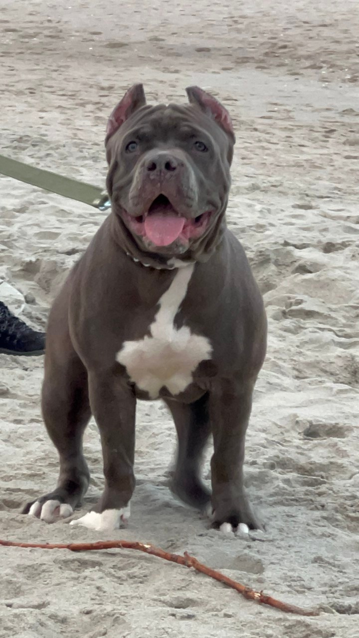 GBU Xanamoon. Американские булли XL в г. Калининград. Питомник Great Bully UNIVERSE