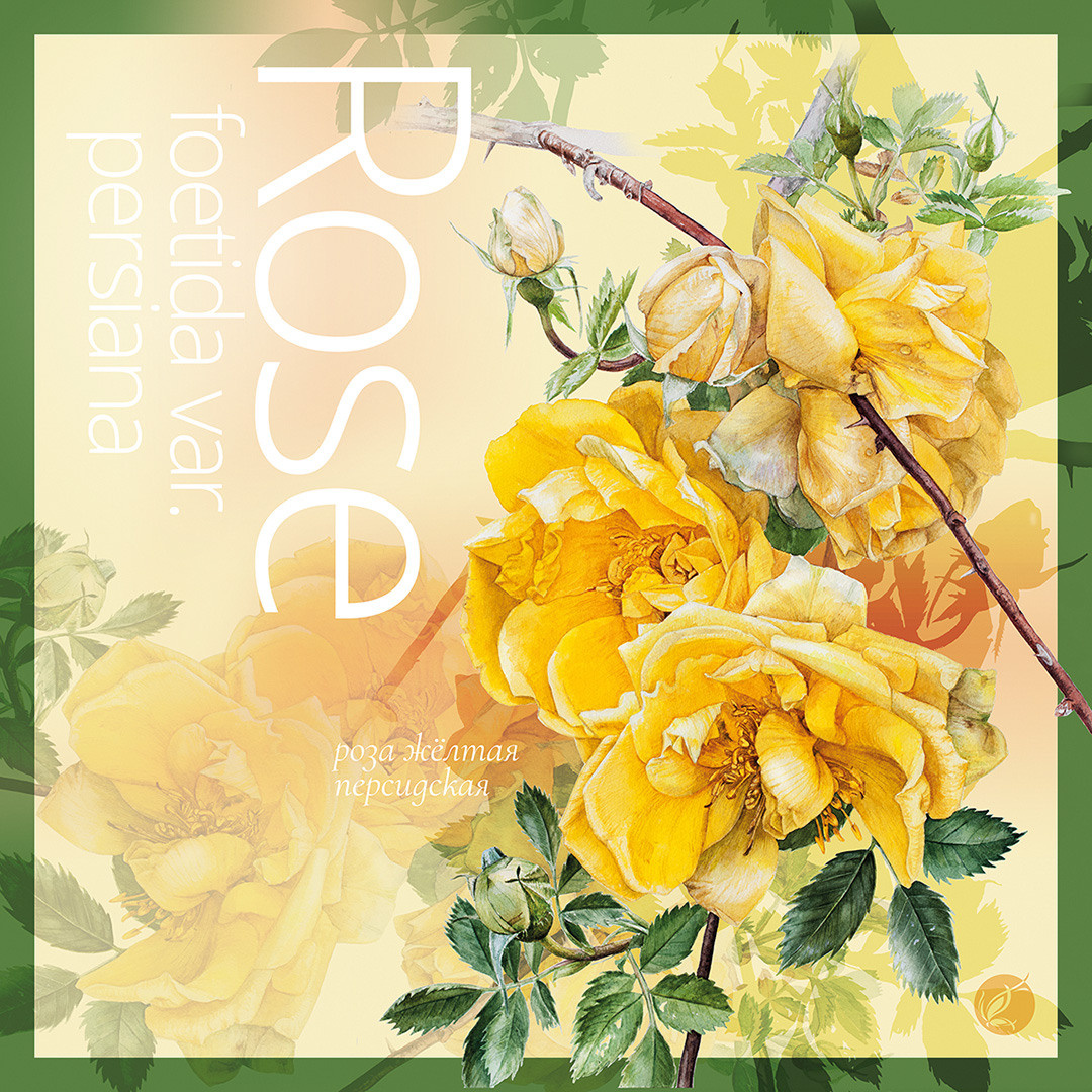 Авторские платки. Ручка Алена — ботанический художник, дизайнер, фотограф