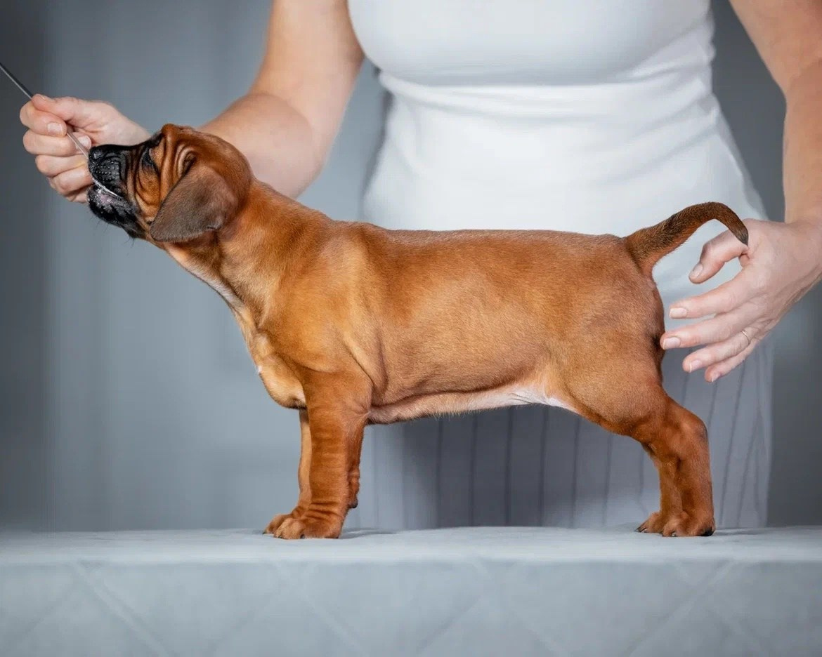 BILBERRY BISCUITS Iz Doma Narayzi. Родезийские Риджбеки в Санкт-Петербурге