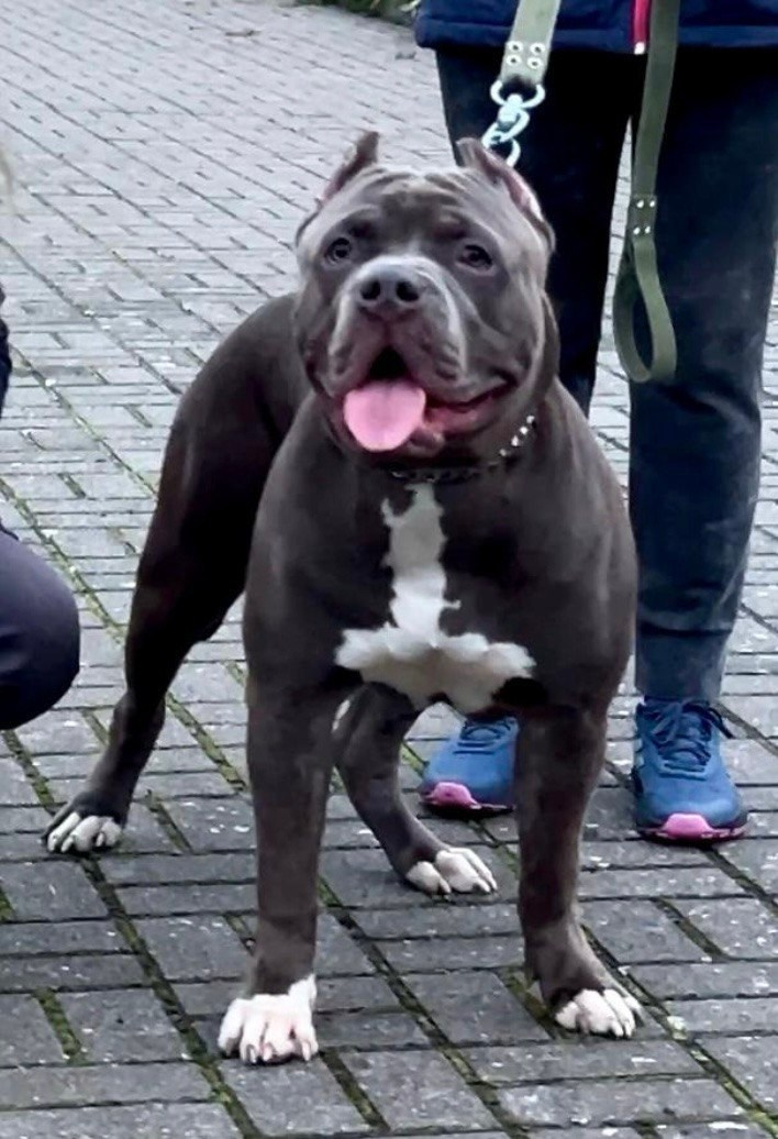 GBU Xanamoon. Американские булли XL в г. Калининград. Питомник Great Bully UNIVERSE