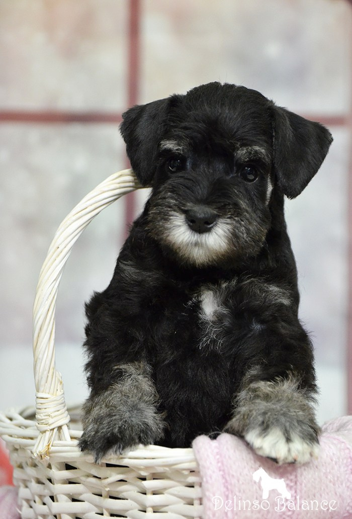 Питомник Делинсо Бэлэнс, щенки цвергшнауцера, купить щенка цвергшнауцера, питомник цвергшнауцеров, кобель цвергшнауцера для вязки, щенок цвергшнауцера, питомник цвергшнауцеров, черный с серебром, цверг, лучший питомник в беларуси, цвергшнауцеры минск, питомник цвергшнауцеров Минск, цвергшнауцер
