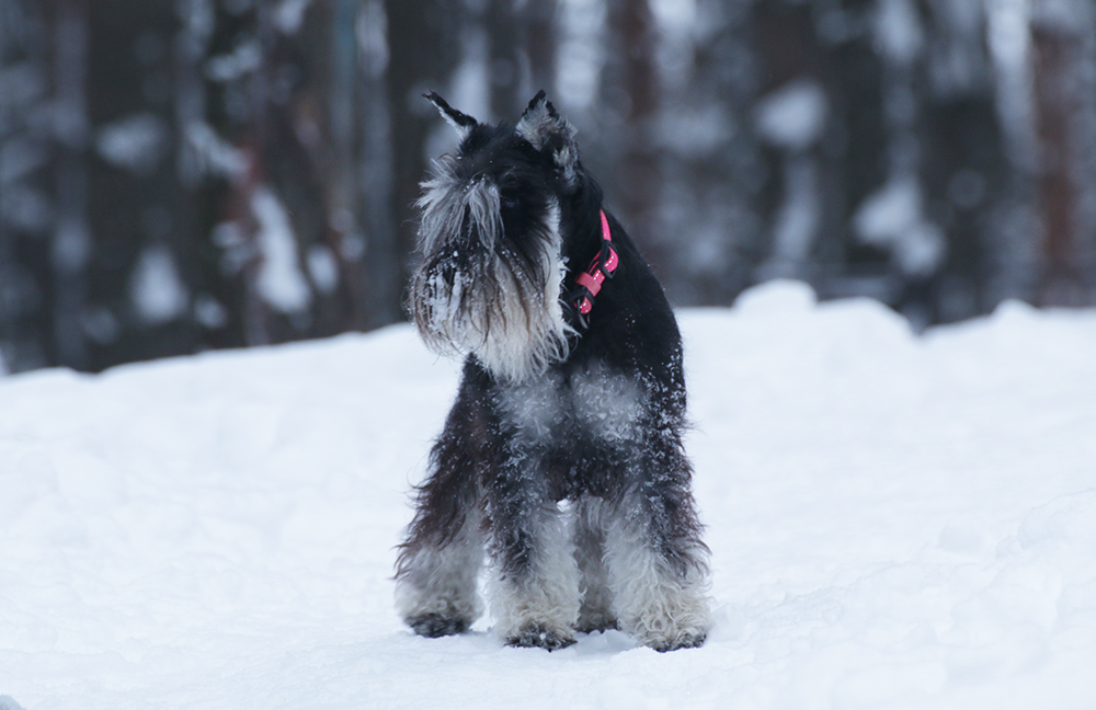 Питомник Делинсо Бэлэнс, щенки цвергшнауцера, купить щенка цвергшнауцера, питомник цвергшнауцеров, кобель цвергшнауцера для вязки, щенок цвергшнауцера, питомник цвергшнауцеров, черный с серебром, цверг, лучший питомник в беларуси, питомник цвергшнауцеров минск