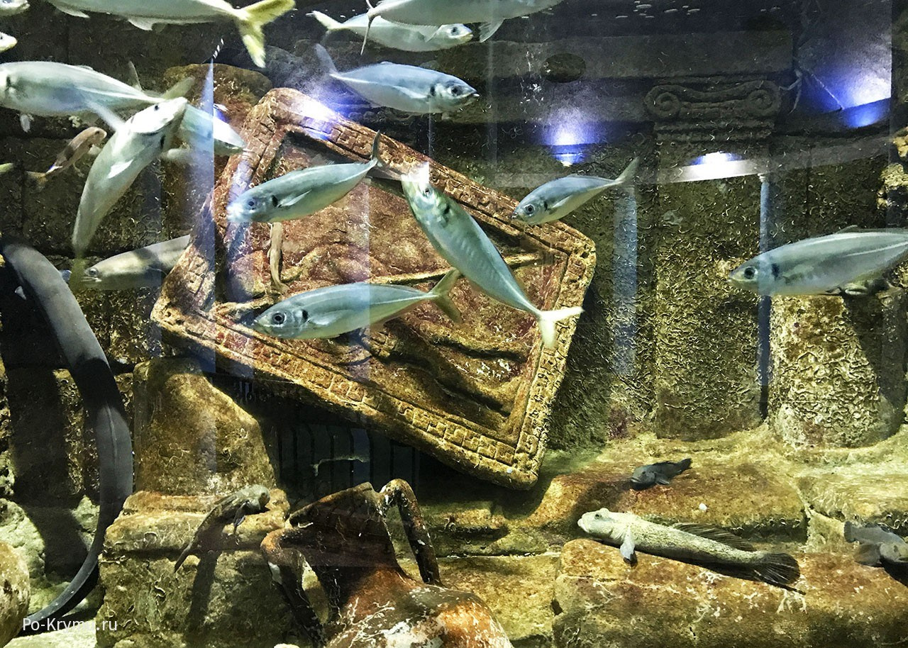 Музеи Севастополя, что посмотреть в Севастополе, экскурсии по Севастополю. Профессиональная фотосъемка в Крыму. Натуральные эмоции и живые кадры. Забронируйте дату прямо сейчас!