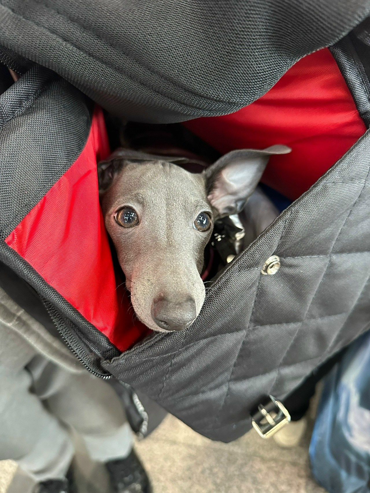 Angelo Celeste Laurus for Asti Sapphire. Профессиональный питомник левреток РКФ/FCI ASTI SAPPHIRE 💎 Сочи|Санкт-Петербург