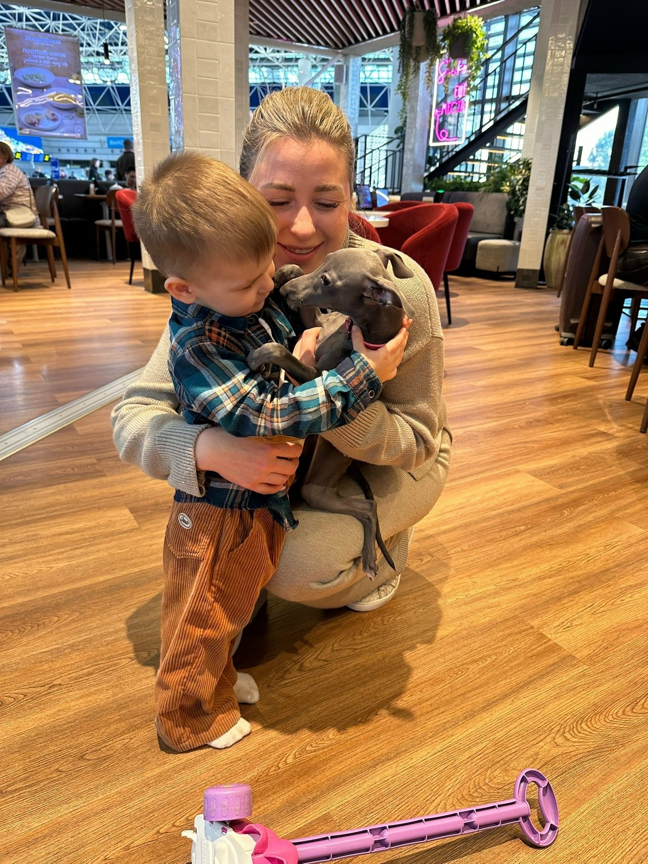 Angelo Celeste Laurus for Asti Sapphire. Профессиональный питомник левреток РКФ/FCI ASTI SAPPHIRE 💎 Сочи|Санкт-Петербург