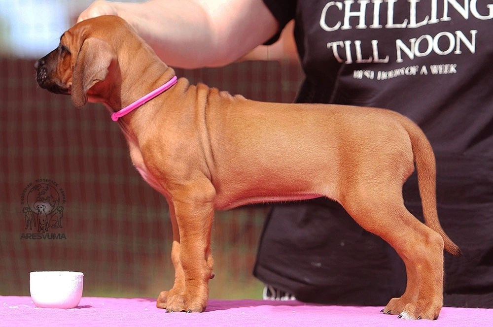 Помет Northern Lights. Родезийские Риджбеки в Санкт-Петербурге