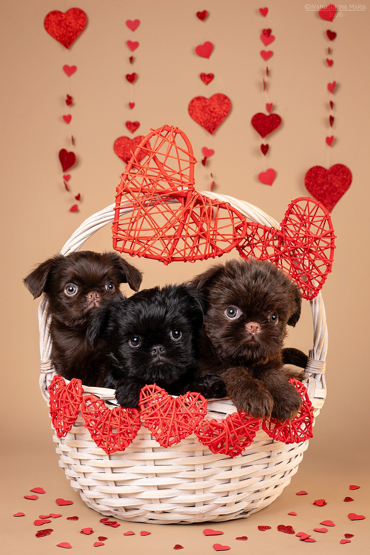 Фотосессия щенков на фонах. Фотограф собак в Москве и Московской области Иванушкина Мария