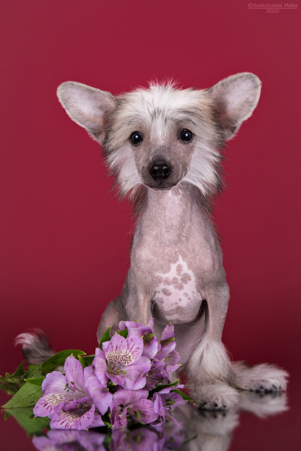 Фотосессия щенков на фонах. Фотограф собак в Москве и Московской области Иванушкина Мария