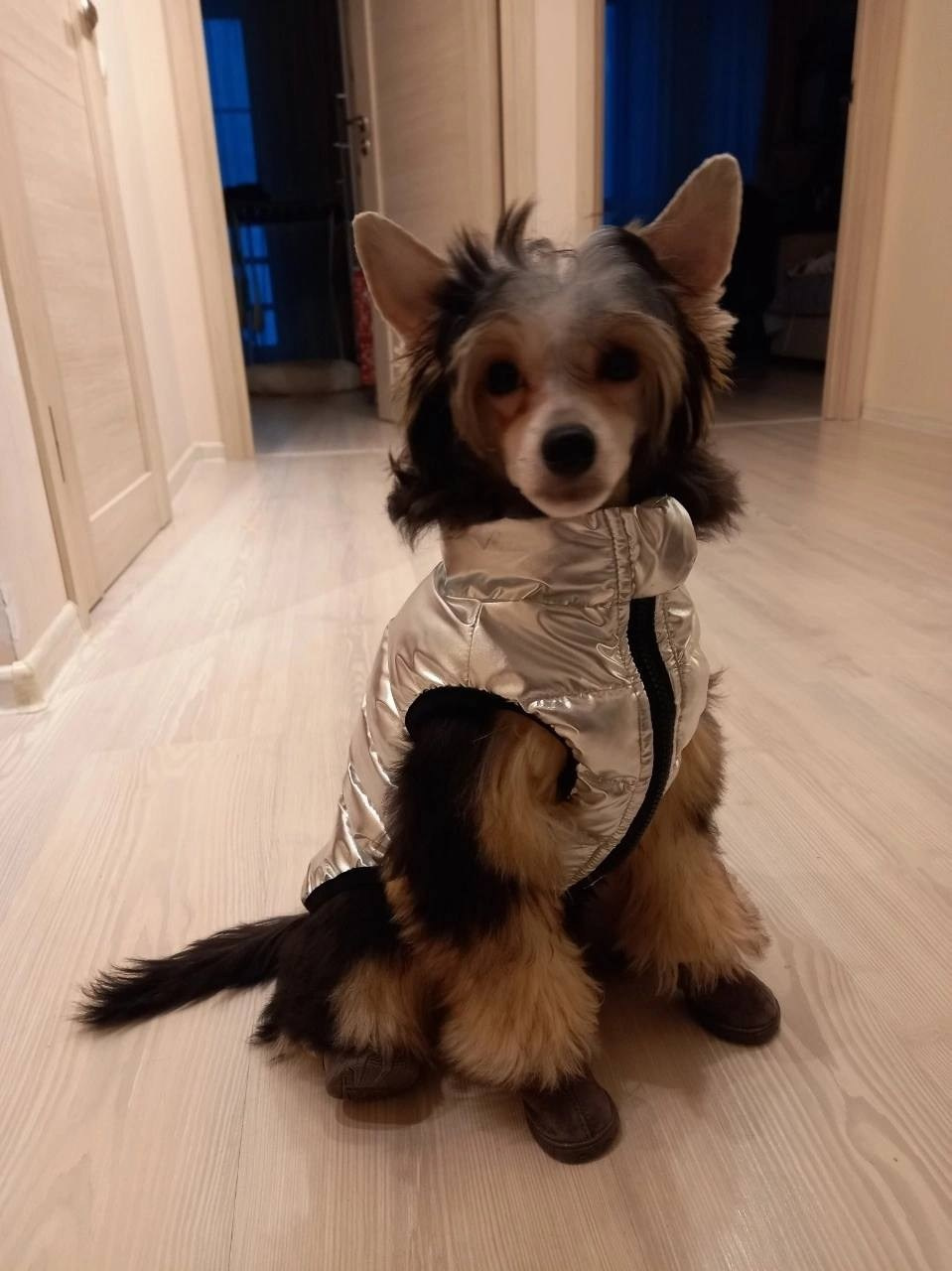 Сегодня Феликсу исполнилось ровно 6 месяцев!))). Питомник китайских хохлатых собак Poale Ell: купить щенка