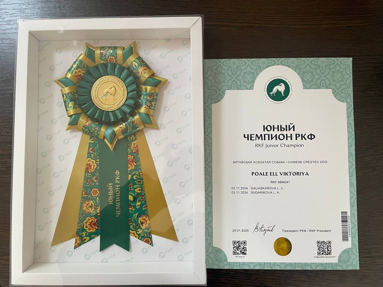 Veles and Vika are Young Champions of Russia and RKF!. Chinese Crested Dog Kennel Poale Ell