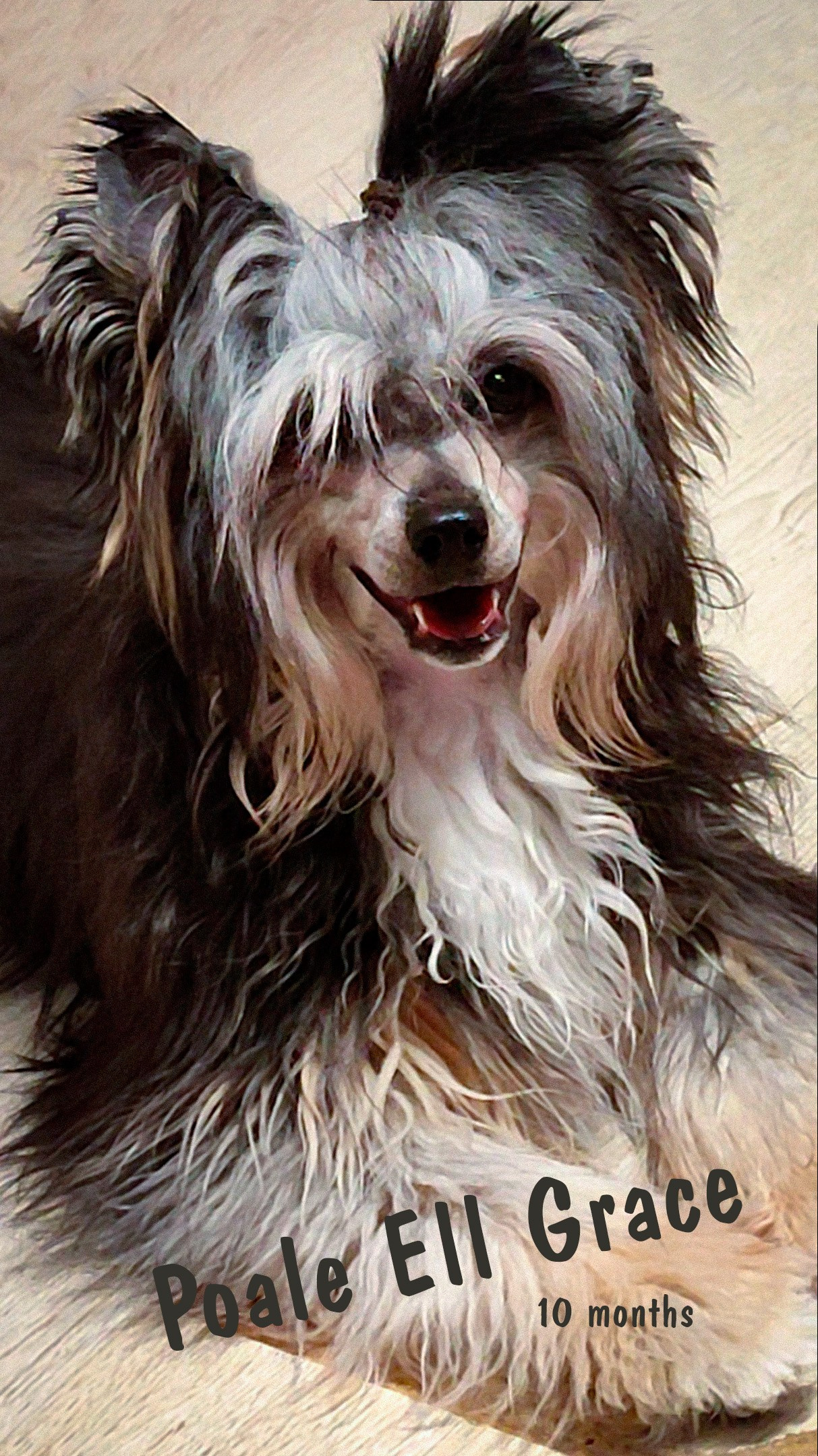 Poale Ell Grace. Питомник китайских хохлатых собак Poale Ell: купить щенка в питомнике