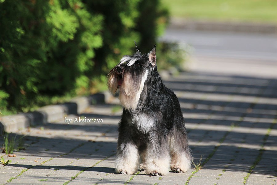 Питомник Делинсо Бэлэнс, щенки цвергшнауцера, купить щенка цвергшнауцера, питомник цвергшнауцеров, кобель цвергшнауцера для вязки, щенок цвергшнауцера, питомник цвергшнауцеров, черный с серебром, цверг, лучший питомник в беларуси, питомник цвергшнауцеров минск