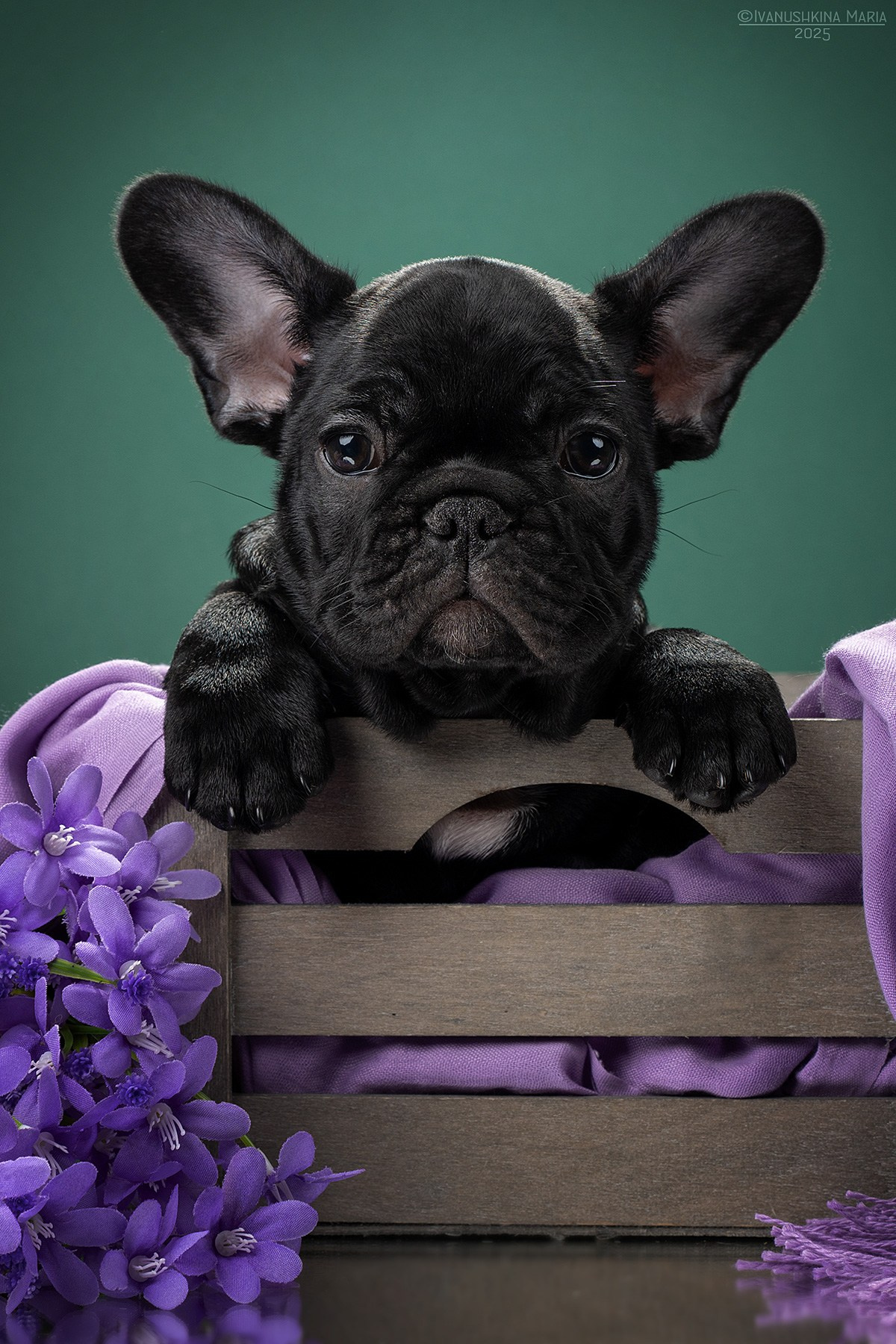 Фотосессия щенков на фонах. Фотограф собак в Москве и Московской области Иванушкина Мария