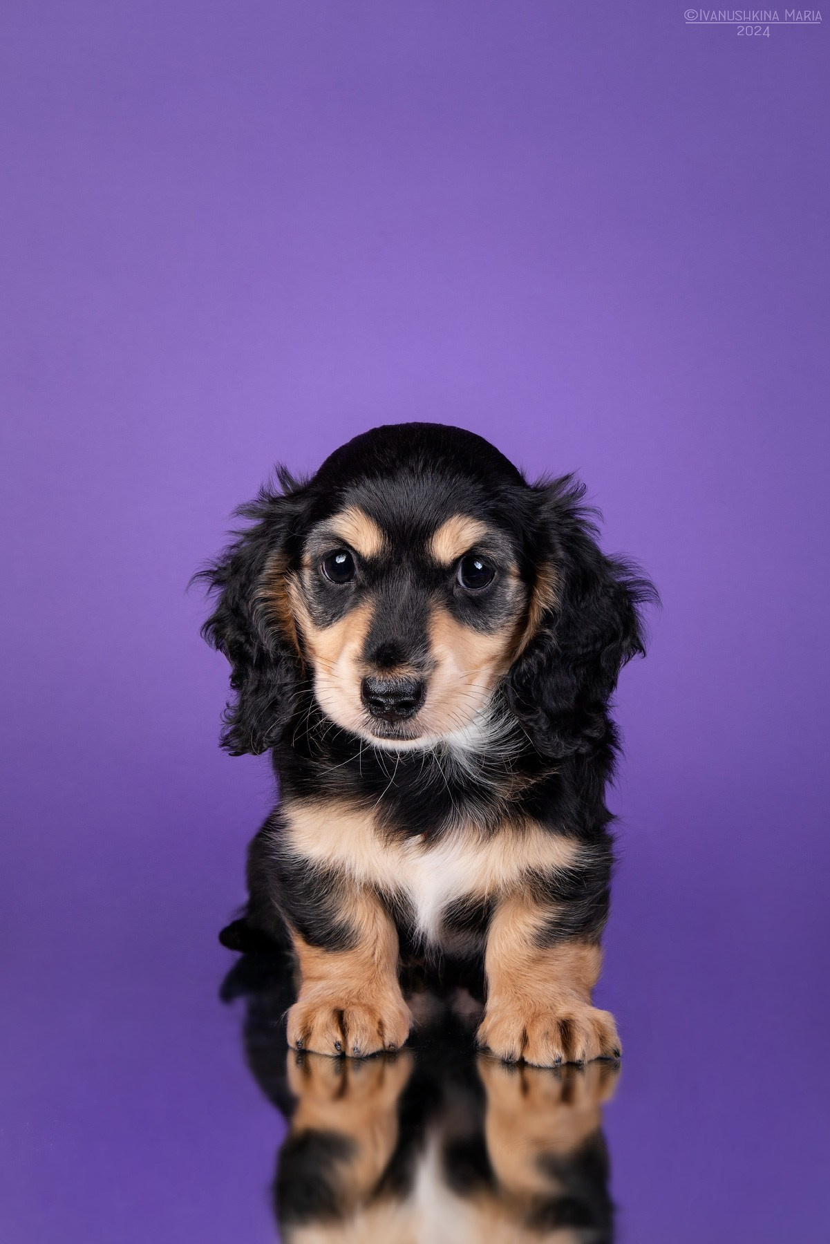 такса длинношерстная