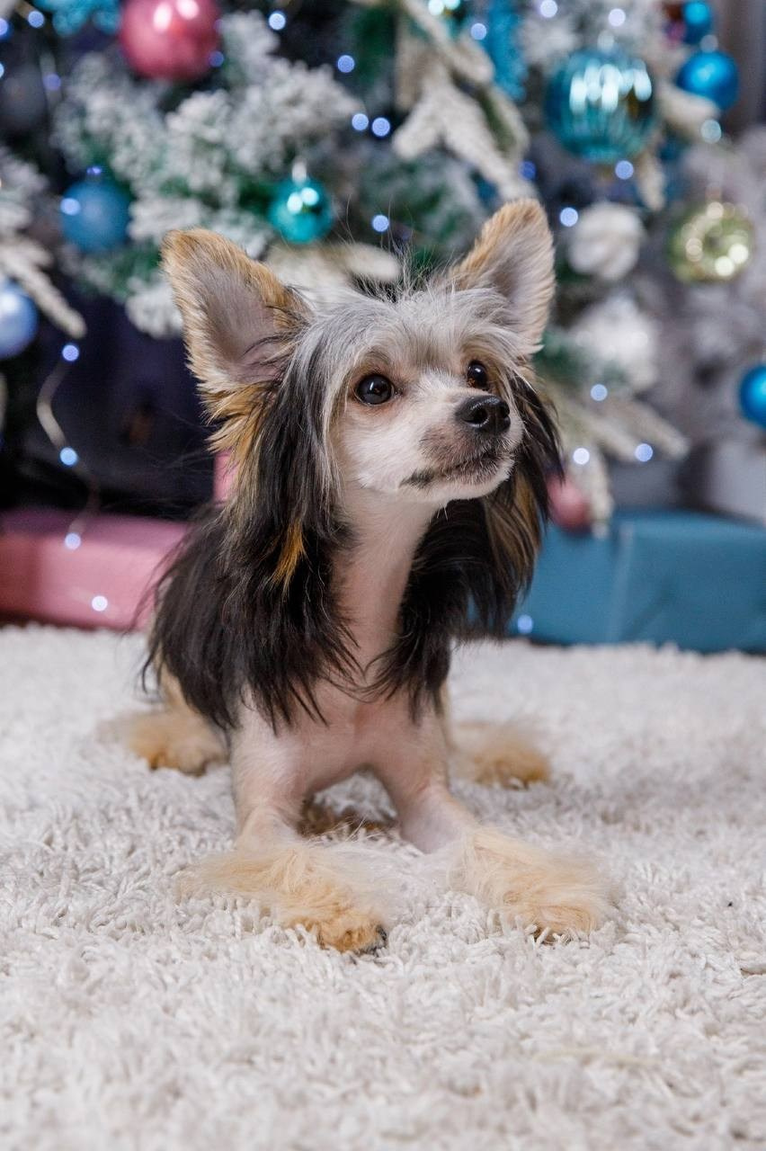 Laisan Island Franklin (Franklin). 6 months. Chinese Crested Dog Kennel Poale Ell