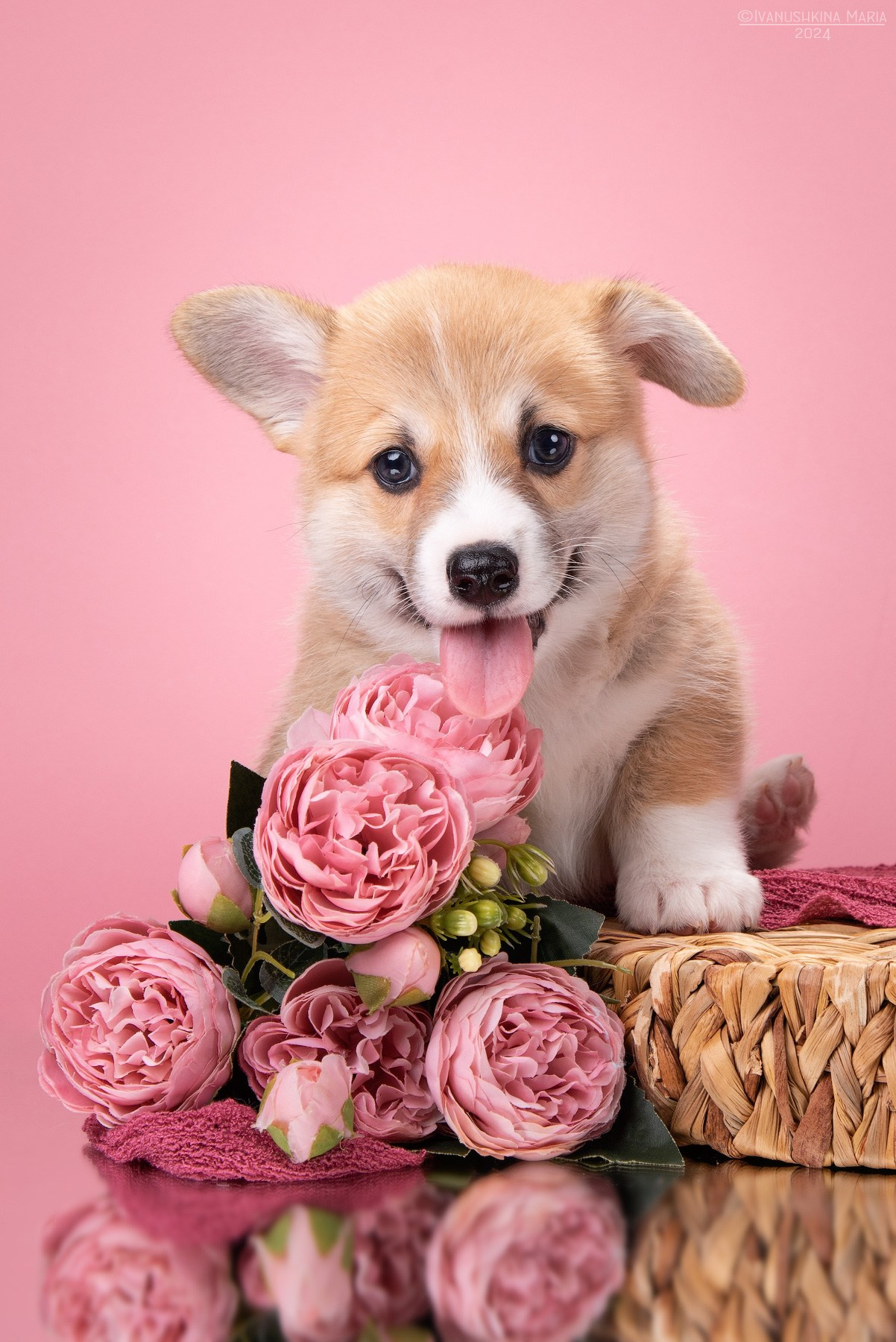 Фотосессия щенков на фонах. Фотограф собак в Москве и Московской области Иванушкина Мария
