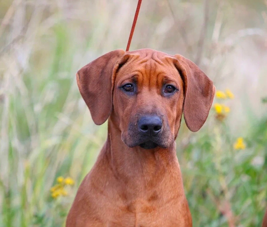 Нала. Родезийские Риджбеки в Санкт-Петербурге