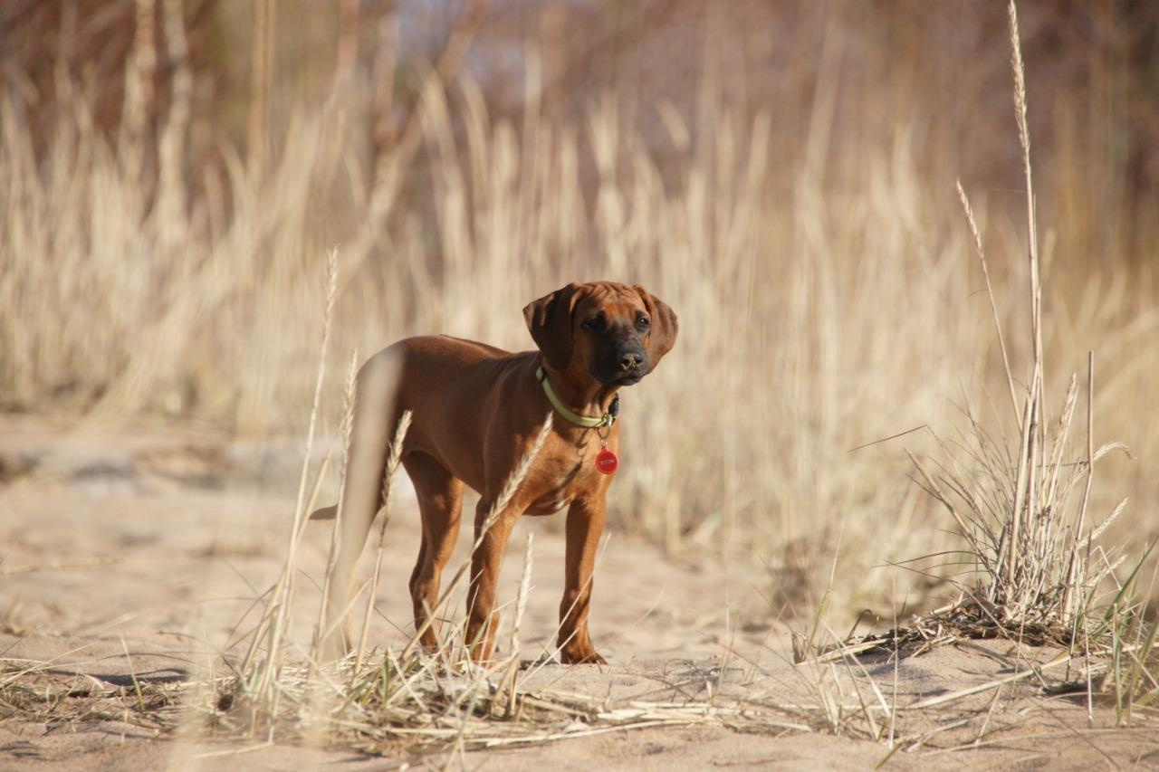Самка Жузи. Родезийские Риджбеки в Санкт-Петербурге