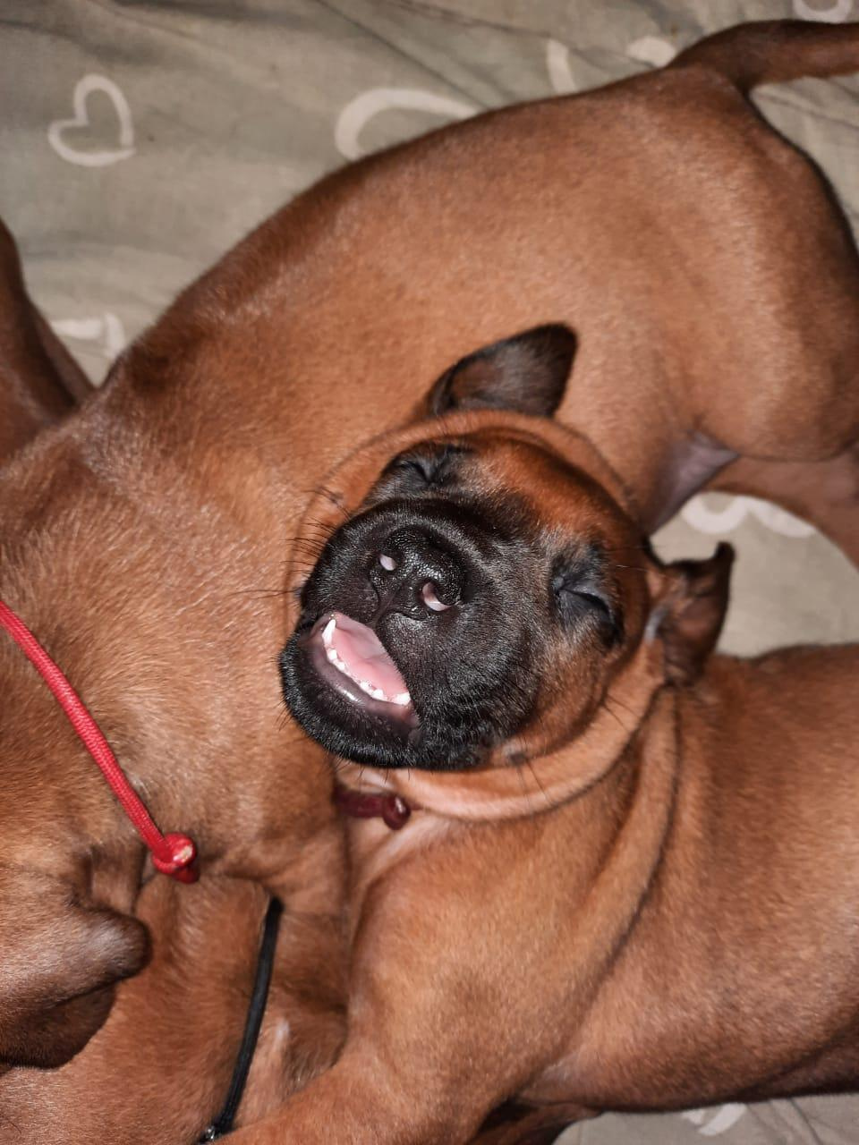 Кобель Рэй. Родезийские Риджбеки в Санкт-Петербурге