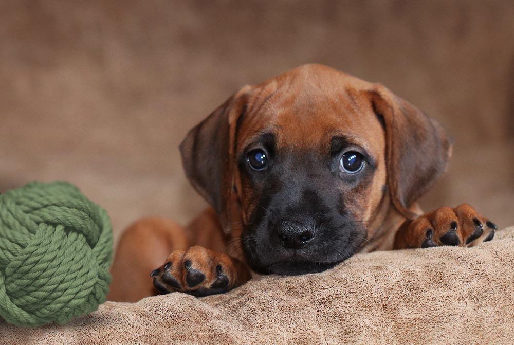 Самка Жузи. Родезийские Риджбеки в Санкт-Петербурге