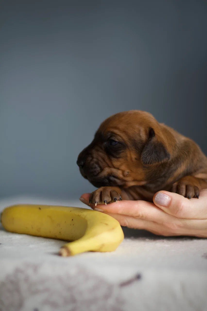 Нала. Родезийские Риджбеки в Санкт-Петербурге