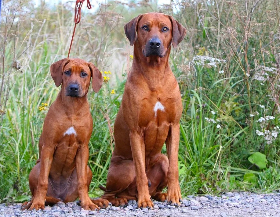 Нала. Родезийские Риджбеки в Санкт-Петербурге
