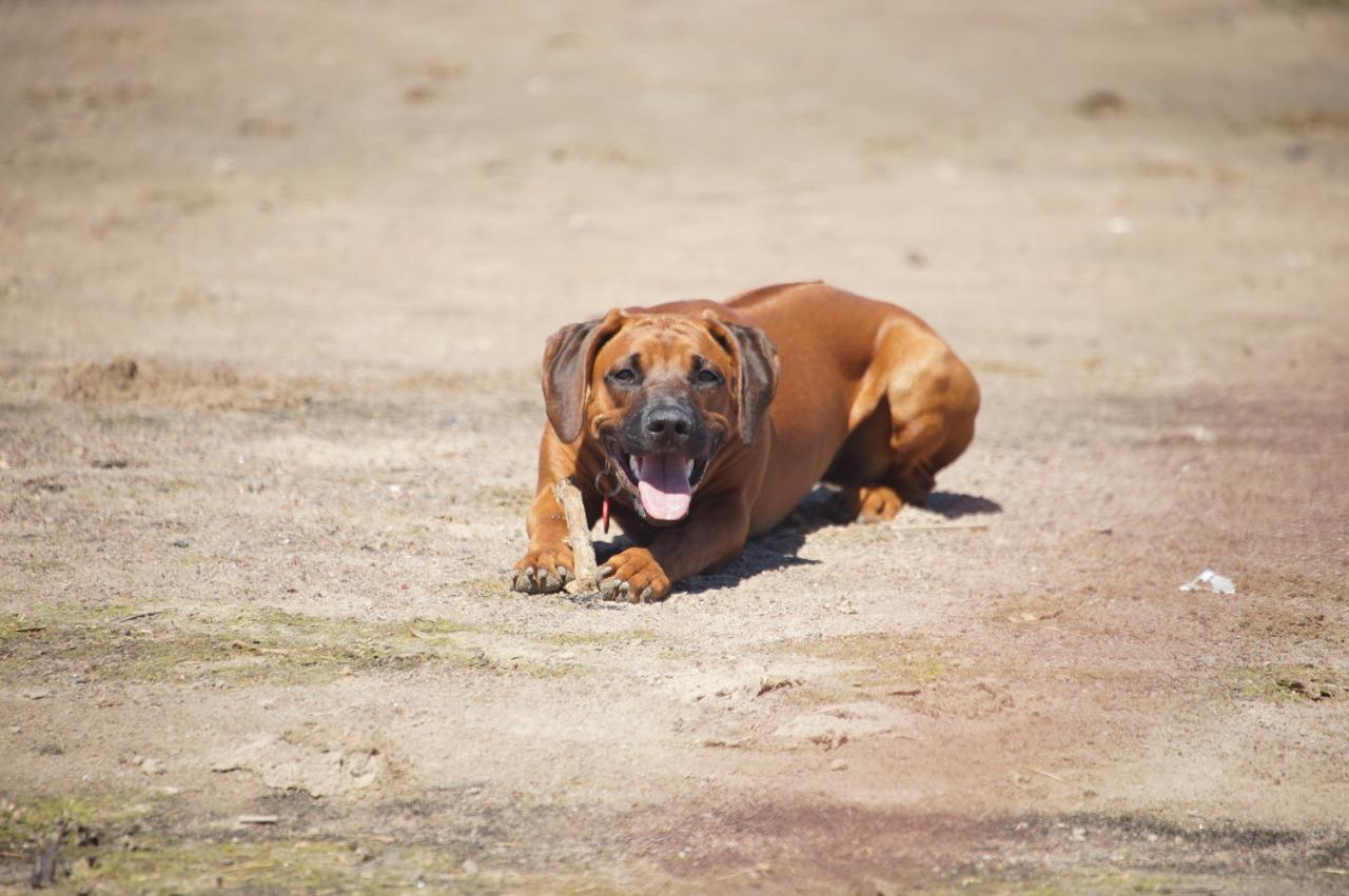 Самка Жузи. Родезийские Риджбеки в Санкт-Петербурге