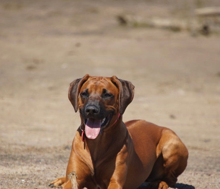 Самка Жузи. Родезийские Риджбеки в Санкт-Петербурге