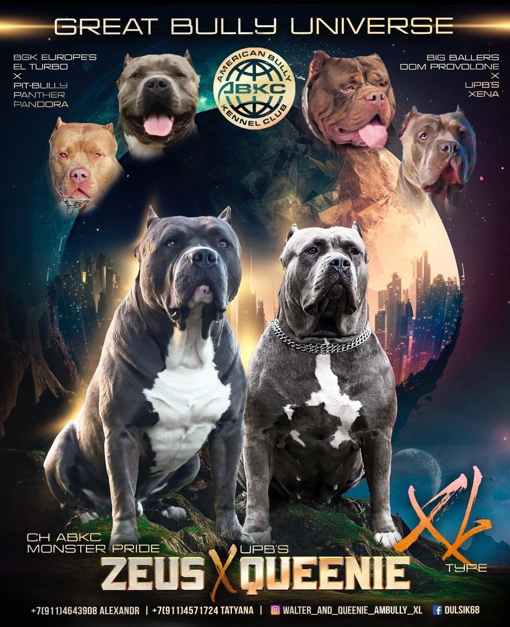 Американские булли XL в г. Калининград. Питомник Great Bully UNIVERSE