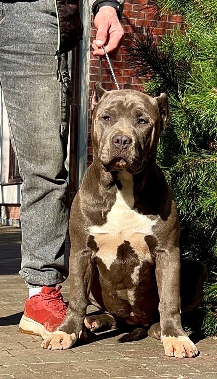 Все свободные щенки. Американские булли XL в г. Калининград. Питомник Great Bully UNIVERSE