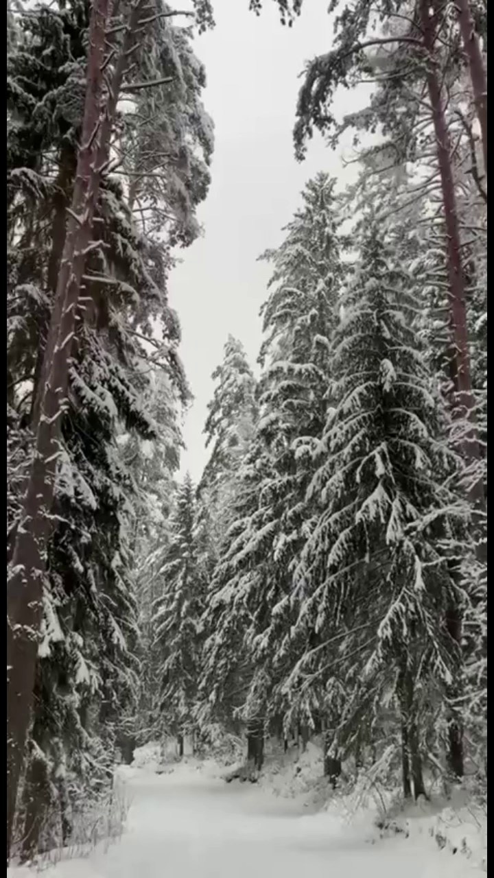 Фотосессия в лесу. Фотостудия во Всеволожске. Подходит для всех творческих проектов
