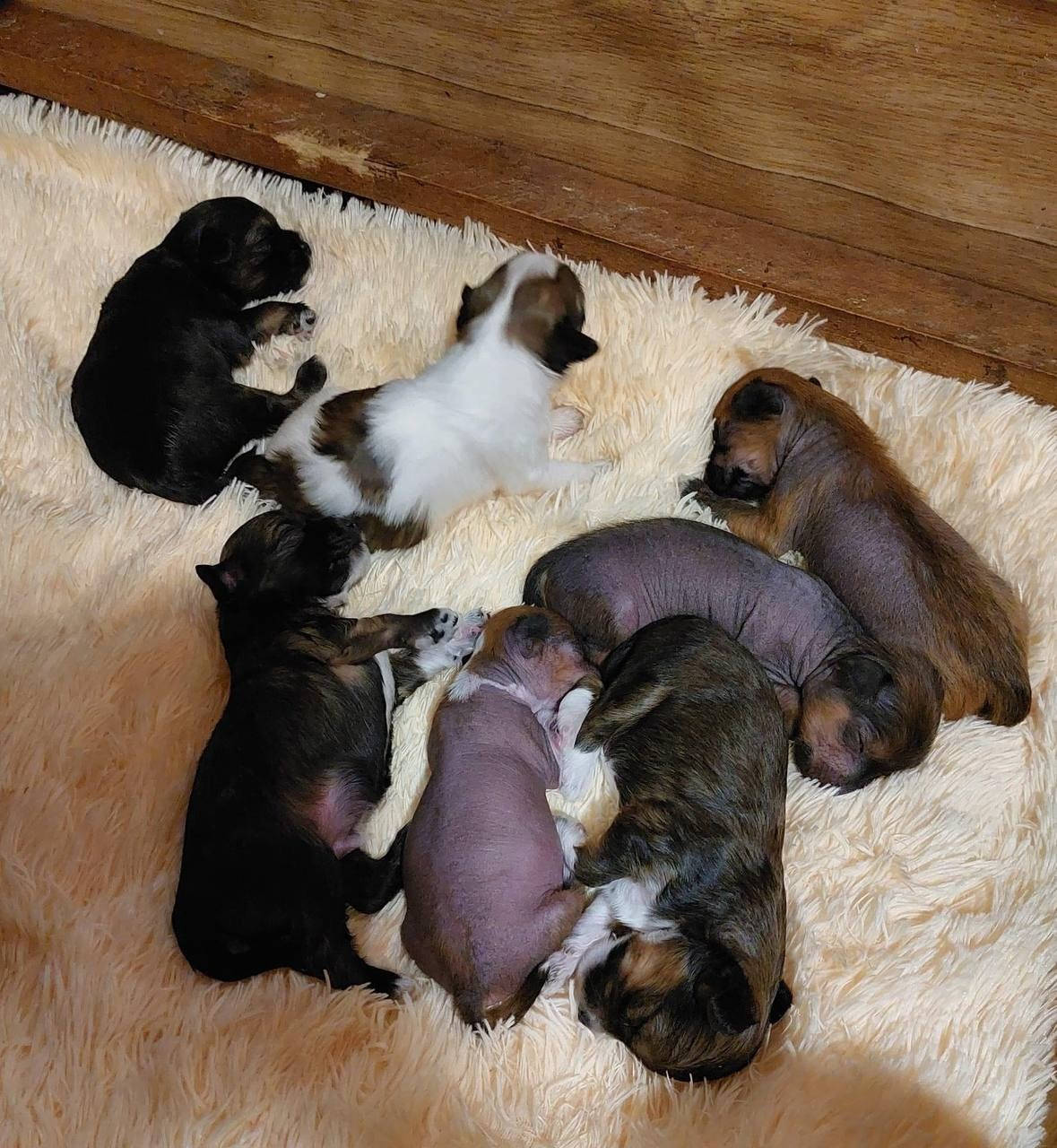 Ashantal Emmanuel Poale Ell. Chinese Crested Dog Kennel Poale Ell