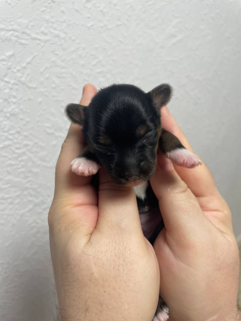 Poale Ell Grace неделя