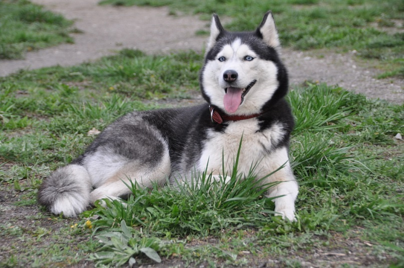 Хаски Диана С Голубой Звезды НИКА. Ice Fantasy kennel: professional breeding of Siberian huskies and wels