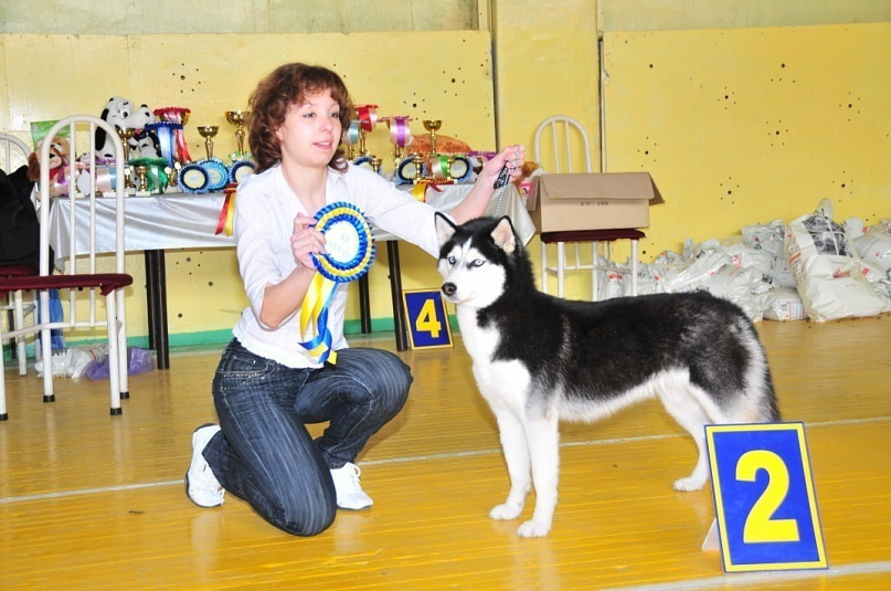 Хаски Диана С Голубой Звезды НИКА. Ice Fantasy kennel: professional breeding of Siberian huskies and wels