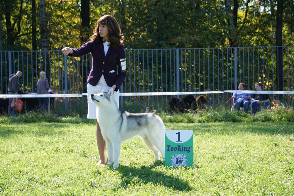 Хаски Ice Fantasy Dragon Heart ДРЭГОН. Купить щенка Вельш-корги-кардиган в семейном питомнике — Ice Fantasy