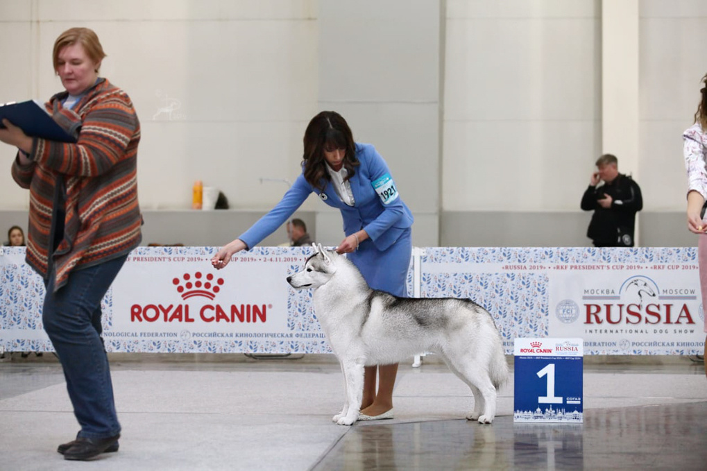 Хаски Ice Fantasy Dragon Heart ДРЭГОН. Купить щенка Вельш-корги-кардиган в семейном питомнике — Ice Fantasy