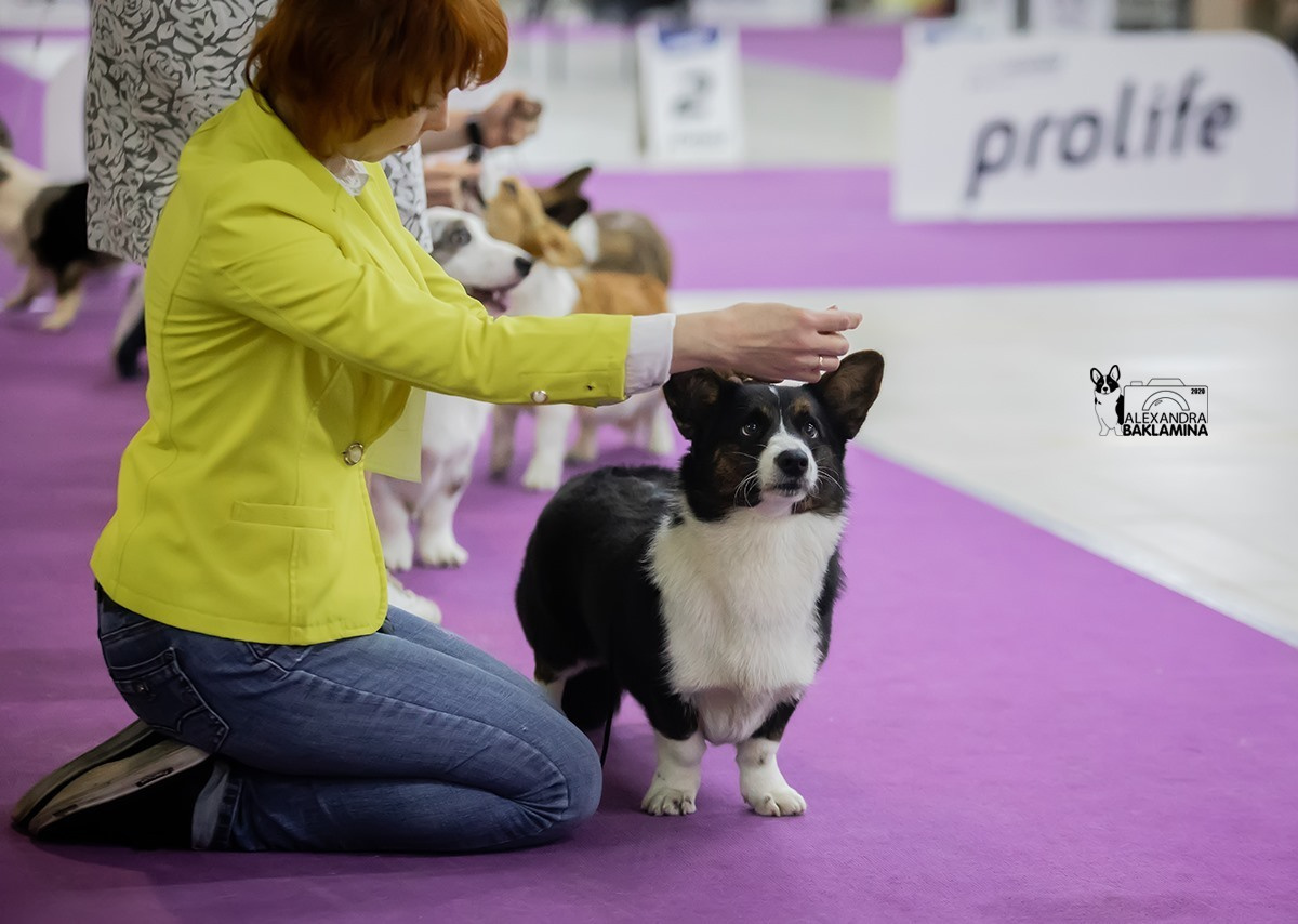 Вельш корги кардиган Corgi Na Volge Hoorma БУСИНА. Купить щенка Вельш-корги-кардиган в семейном питомнике — Ice Fantasy