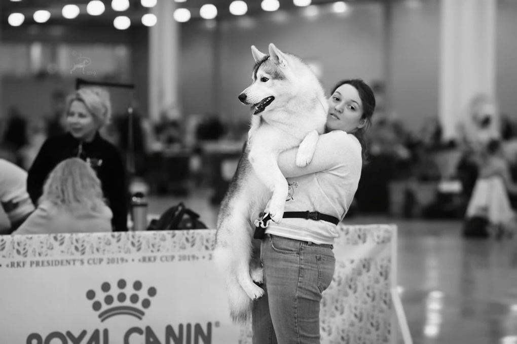 Хаски Ice Fantasy Dragon Heart ДРЭГОН. Купить щенка Вельш-корги-кардиган в семейном питомнике — Ice Fantasy