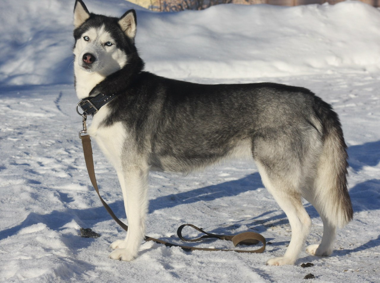 Хаски Диана С Голубой Звезды НИКА. Ice Fantasy kennel: professional breeding of Siberian huskies and wels