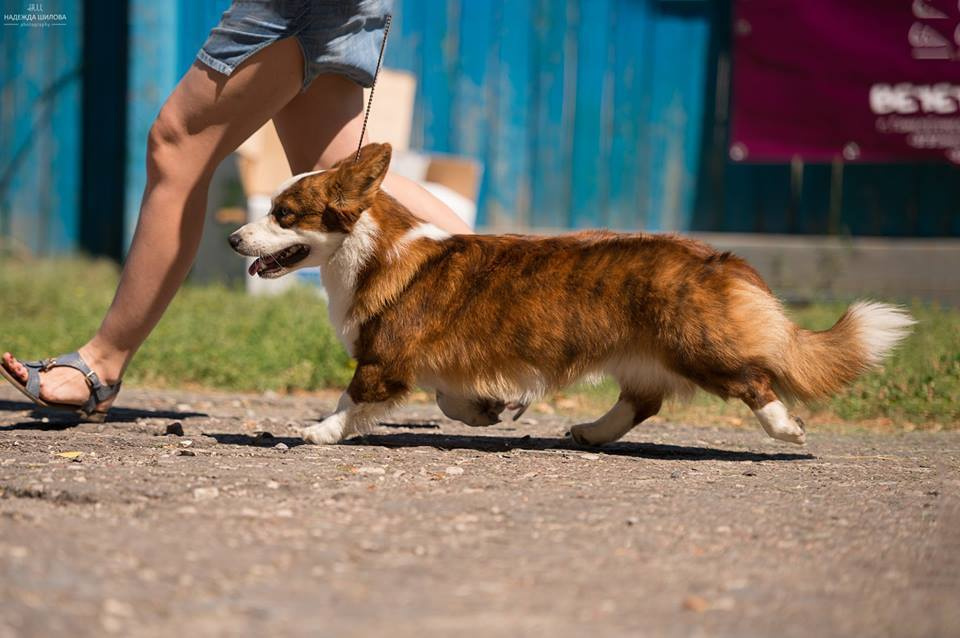 Вельш корги кардиган Corgi Na Volge Pobedonosets ВЕГАС. Ice Fantasy kennel: professional breeding of Siberian huskies and wels