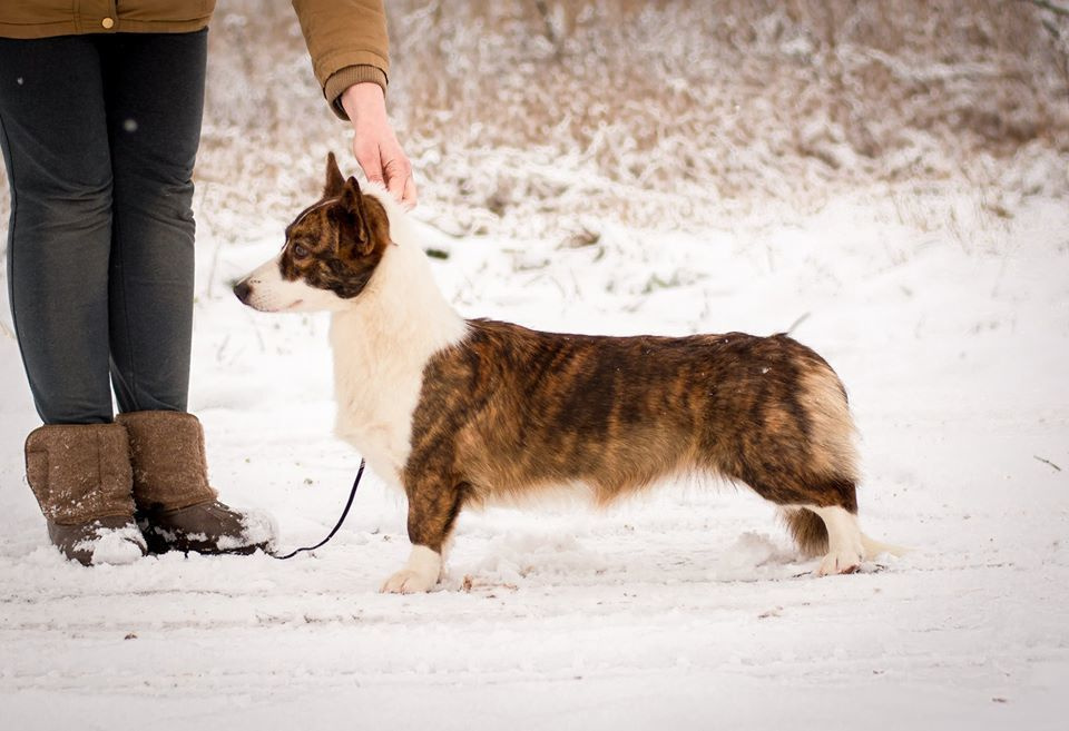 Ice Fantasy Catch Me If You Can КИМБЕРЛИ. Ice Fantasy kennel: professional breeding of Siberian huskies and wels