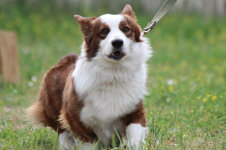 Вельш корги кардиган Corgi Na Volge Pobedonosets ВЕГАС. Ice Fantasy kennel: professional breeding of Siberian huskies and wels